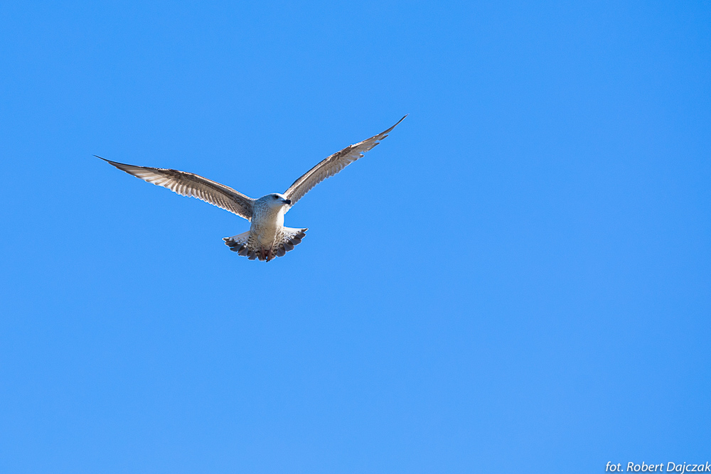 02fot RobertDajczak 0355