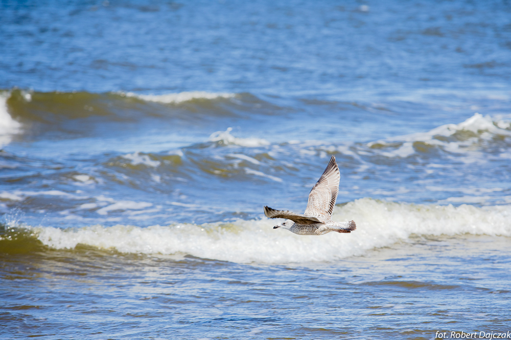 07fot RobertDajczak 0390