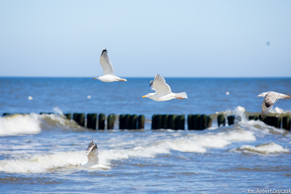 12fot RobertDajczak 0392