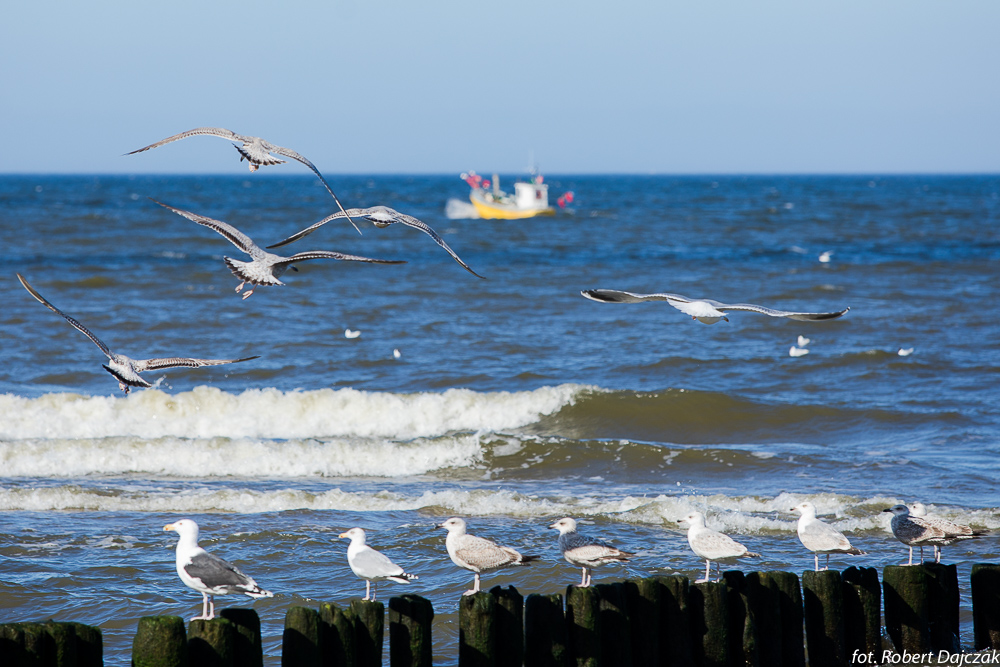 18fot RobertDajczak 0348