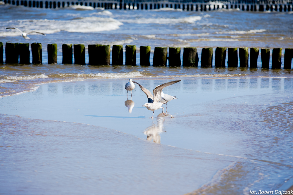 21fot RobertDajczak 0393